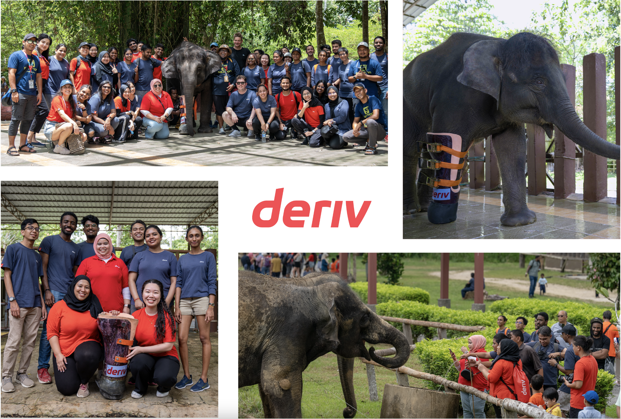 Deriv team members gather at an elephant sanctuary in Malaysia, championing CSR by sponsoring a prosthetic limb for Malaysia’s youngest elephant amputee.